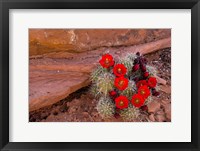 Red Flowers Of A Claret Cup Cactus In Bloom Fine Art Print