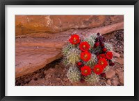 Red Flowers Of A Claret Cup Cactus In Bloom Fine Art Print