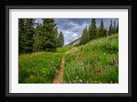 Wildflowers In The Albion Basin, Utah Fine Art Print