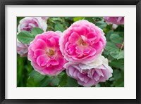 Close-Up Of Pink Roses, Utah Fine Art Print