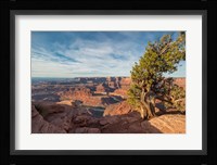 Juniper Tree At Dead Horse Point State Park Fine Art Print