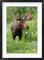 Bull Moose In Wildflowers, Utah Fine Art Print