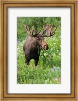 Bull Moose In Wildflowers, Utah Fine Art Print