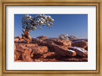 Lone Pine At Dead Horse Point, Canyonlands National Park, Utah Fine Art Print