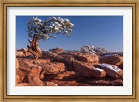 Lone Pine At Dead Horse Point, Canyonlands National Park, Utah Fine Art Print