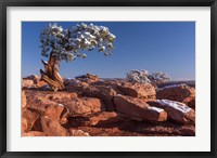 Lone Pine At Dead Horse Point, Canyonlands National Park, Utah Fine Art Print