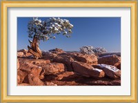 Lone Pine At Dead Horse Point, Canyonlands National Park, Utah Fine Art Print