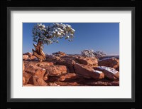 Lone Pine At Dead Horse Point, Canyonlands National Park, Utah Fine Art Print