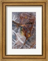 Frozen Aspen Leaf In A Stream Fine Art Print