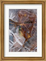 Frozen Aspen Leaf In A Stream Fine Art Print