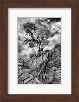 Desert Juniper Tree Growing Out Of A Canyon Wall, Utah (BW) Fine Art Print