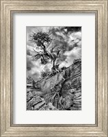 Desert Juniper Tree Growing Out Of A Canyon Wall, Utah (BW) Fine Art Print