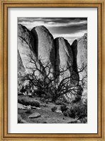 Gnarled Tree Against Stone Fins, Arches National Park, Utah (BW) Fine Art Print