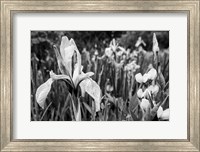 Wild Iris Field In The Manti-La Sal National Forest, Utah (BW) Fine Art Print