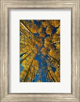 Autumn Aspenat  Big Cottonwood Canyon, Utah Fine Art Print