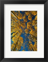 Autumn Aspenat  Big Cottonwood Canyon, Utah Fine Art Print