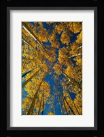 Autumn Aspenat  Big Cottonwood Canyon, Utah Fine Art Print