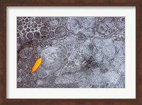 Leaf With Frozen Ice Bubbles, Mill Creek, Utah Fine Art Print