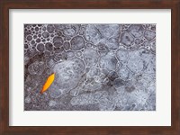 Leaf With Frozen Ice Bubbles, Mill Creek, Utah Fine Art Print