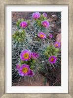 Whipple's Fishhook Cactus Blooming And With Buds Fine Art Print