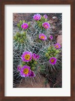 Whipple's Fishhook Cactus Blooming And With Buds Fine Art Print