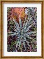 Yucca Plant, Utah Fine Art Print