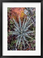 Yucca Plant, Utah Fine Art Print