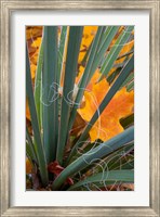 Detail Of Yucca And Yellow Maple Leaves Fine Art Print
