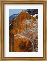 Snow Covered Tree In Front Of Red Rock Boulder, Utah Fine Art Print