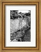 Desert Juniper Tree Growing Out Of A Canyon Wall (BW) Fine Art Print