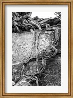 Desert Juniper Tree Growing Out Of A Canyon Wall (BW) Fine Art Print