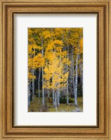 Yellow Aspens In The Flaming Gorge National Recreation Area, Utah Fine Art Print