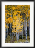 Yellow Aspens In The Flaming Gorge National Recreation Area, Utah Fine Art Print