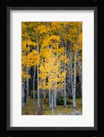 Yellow Aspens In The Flaming Gorge National Recreation Area, Utah Fine Art Print
