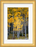 Yellow Aspens In The Flaming Gorge National Recreation Area, Utah Fine Art Print