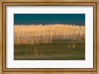 Grasses Blowing In The Breeze Along The Shore Of Bear Lake, Utah Fine Art Print