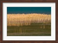 Grasses Blowing In The Breeze Along The Shore Of Bear Lake, Utah Fine Art Print