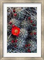 Claret Cup Cactus With Buds Fine Art Print
