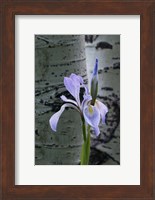 Wild Iris With Bud In Early Spring Fine Art Print
