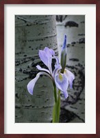 Wild Iris With Bud In Early Spring Fine Art Print