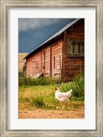 Chicken Near A Coop Fine Art Print