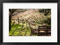Sheep And Spring Lambs Fine Art Print