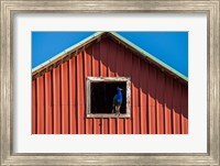 Peacock In A Barn Window Fine Art Print