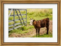 Cow At Pasture Fine Art Print