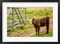 Cow At Pasture Fine Art Print