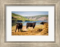 Cows On The Northern Bank Of Snake River Fine Art Print