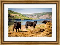 Cows On The Northern Bank Of Snake River Fine Art Print