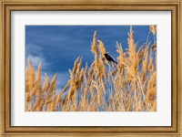 Red-Winged Blackbird On Ravenna Grass Fine Art Print