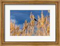 Red-Winged Blackbird On Ravenna Grass Fine Art Print