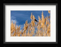 Red-Winged Blackbird On Ravenna Grass Fine Art Print